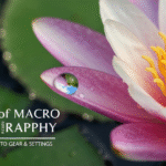 Art of Macro Flower Photography: A Beginner’s Guide to Gear and Settings