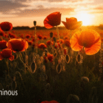 Beyond the Bloom: Guide to Color Theory in Flower Photography