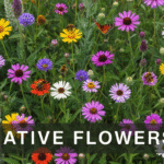 Why Native Flowers are a Lifeline for Local Wildlife