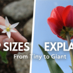 Gardener’s Guide to Tulip Sizes: From Tiny Treasures to Giant Blooms