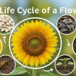 Life Cycle of a Flowering Plant: An Incredible Journey from Seed to Bloom