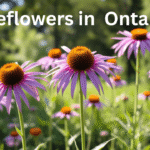 Blooming Coneflowers in Ontario garden during summer