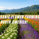 AI-generated image of Organic Flower Farming in North America showing a colorful organic flower farm in California with sunflowers, lavender, and daisies grown naturally without chemicals.