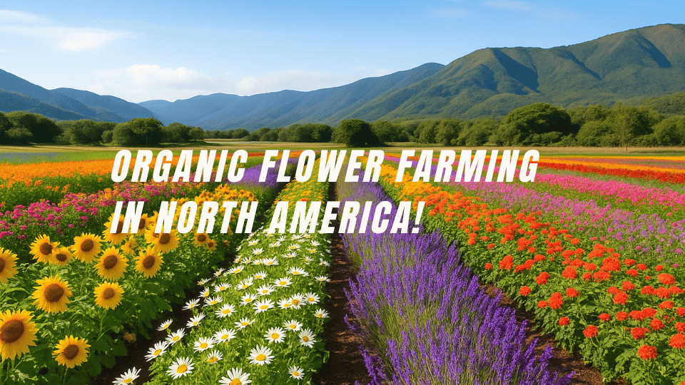 AI-generated image of Organic Flower Farming in North America showing a colorful organic flower farm in California with sunflowers, lavender, and daisies grown naturally without chemicals.